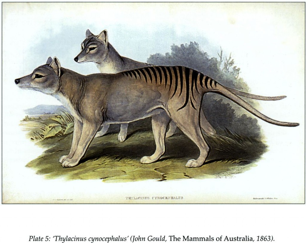 Tilacino o tigre de Tasmania