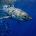 Brasil prohibe la pesca de tiburones y rayas, por estar en peligro de extinción
