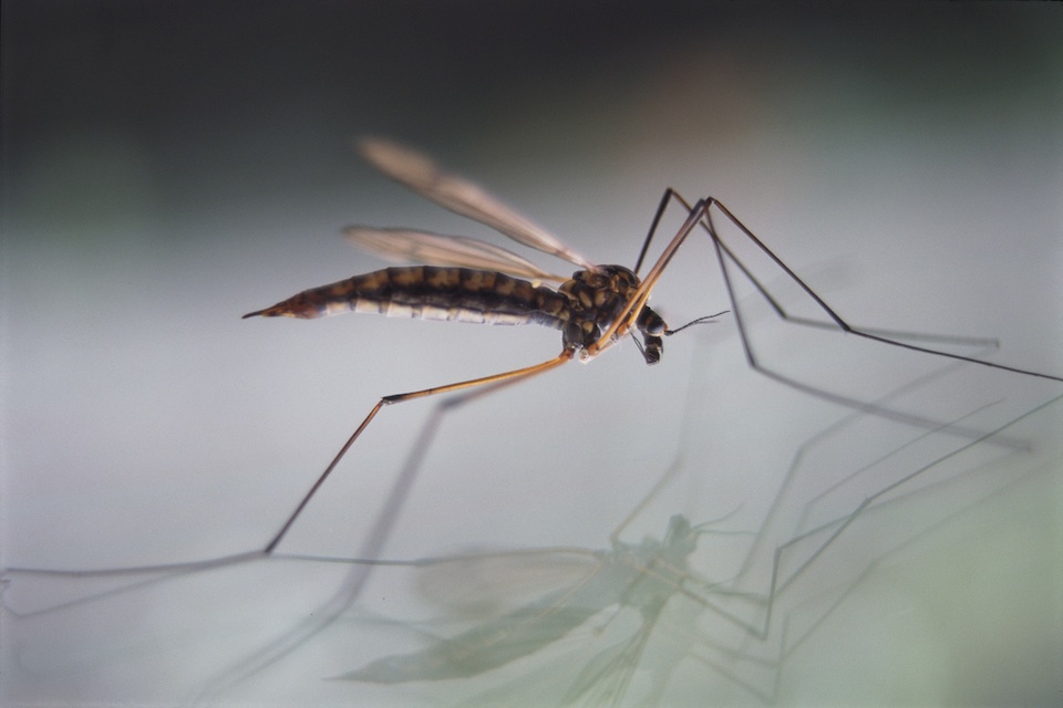El mosquito que transfirió el paludismo de los grandes simios a los humanos
