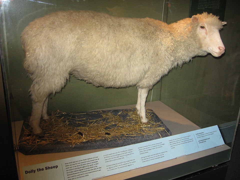 La Oveja Dolly, en el Museo Real de Escocia