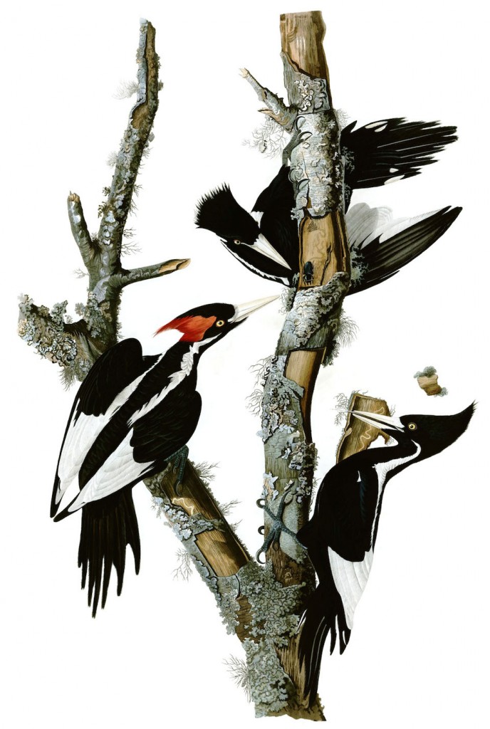 Pájaro carpintero Ivory-billed o Pico de marfil, Campephilus principales- John James Audubon, 1827-1838