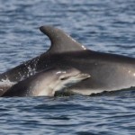 El turismo pone en jaque a los delfines de las islas Baleares