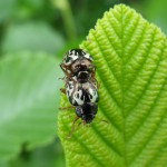 Algunas especies de escarabajos prescinden del macho para su procreación