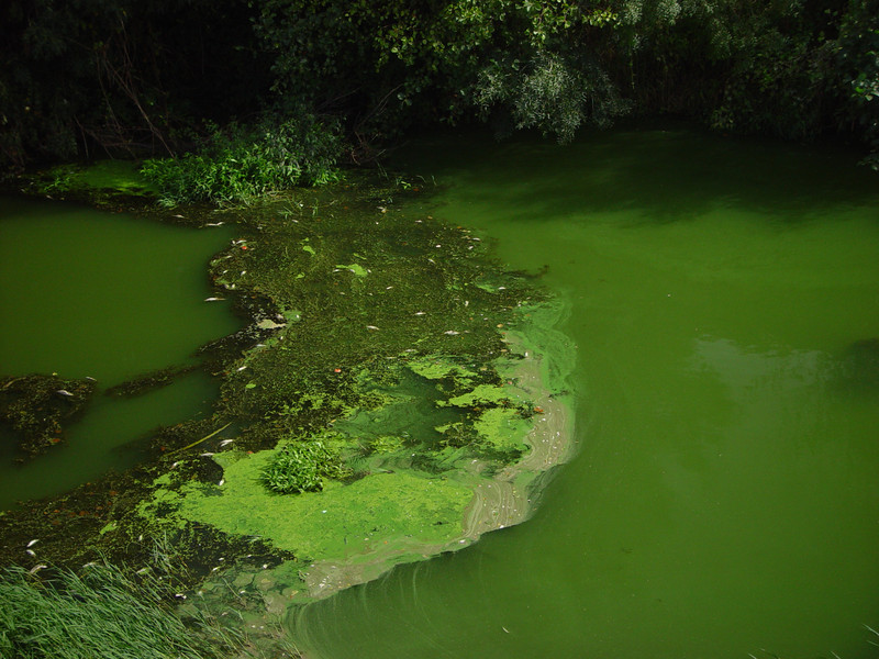 La actividad humana provoca el crecimiento de algas nocivas en los lagos