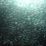 Las sardinas se mudan al norte por el calentamiento de los océanos