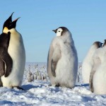 Los pingüinos han perdido sentido del gusto por vivir a temperaturas extremas