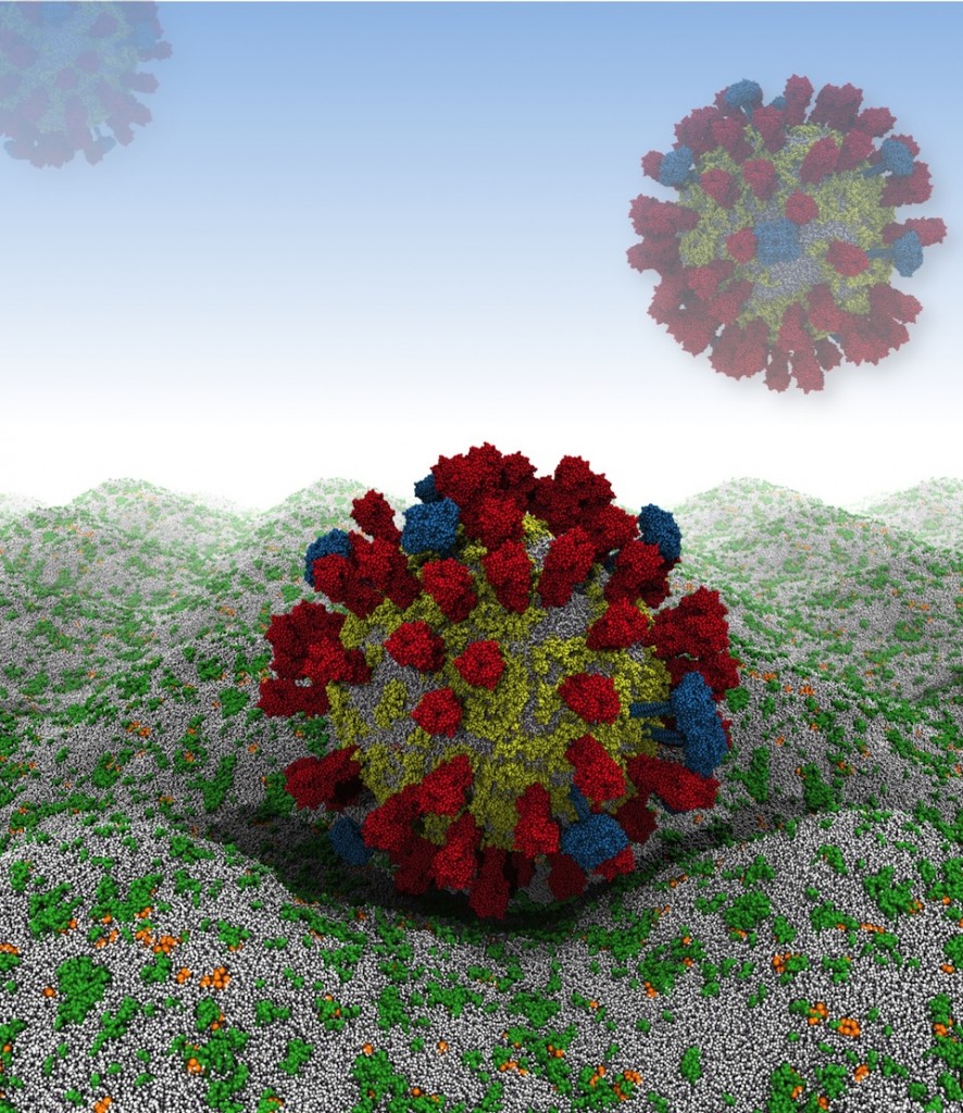 Virús virtual de la gripe "A" llega a las células