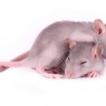 Consiguen modificar recuerdos en ratones dormido