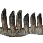 Demuestran que los dientes fosilizados sirven para clasificar dinosaurios