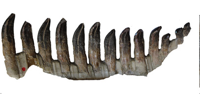 Demuestran que los dientes fosilizados sirven para clasificar dinosaurios