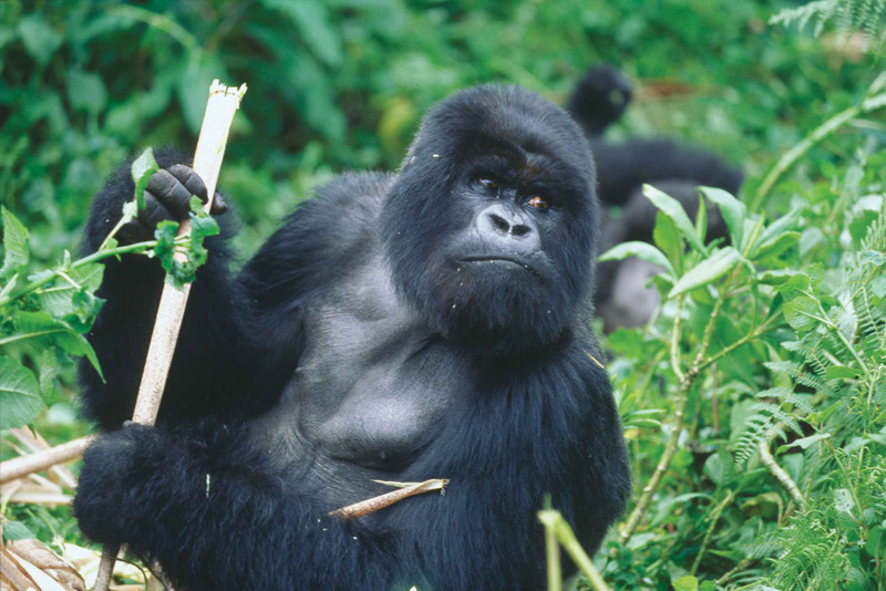 El origen de dos tipos de VIH está en gorilas de Camerún