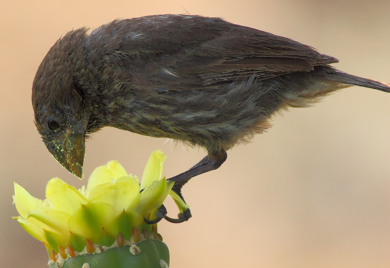 Las aves de Galápagos incluyen flores en su dieta debido a la escasez de alimentos