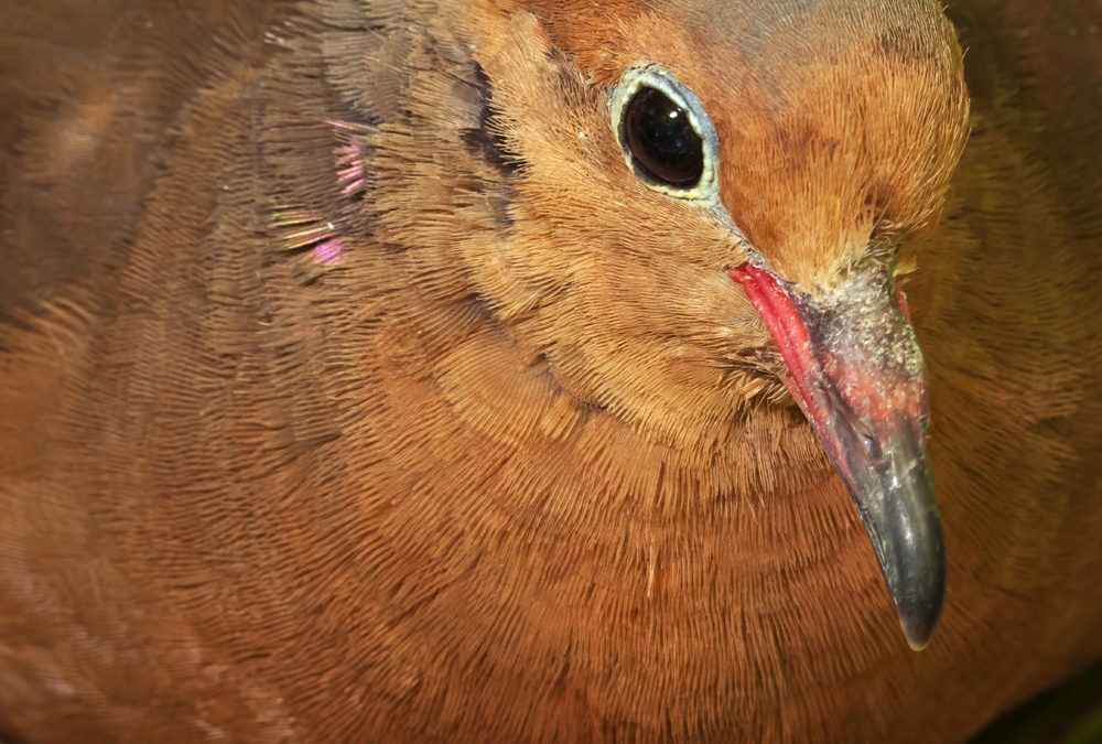 En marcha proyecto para reintroducir la paloma de Socorro en su isla ancestral