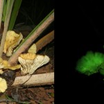 Resuelto el misterio de los hongos luminosos