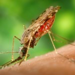 Día Mundial del Paludismo: Hasta 283 millones de casos en el mundo