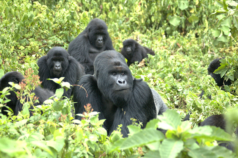 La endogamia en los gorilas de montaña, clave para su supervivencia