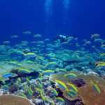 Los arrecifes de coral más degradados tardarían 60 años en recuperarse