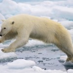 Los contaminantes también amenazan al oso polar