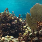 Los corales del Caribe colombiano están muriendo de asfixia
