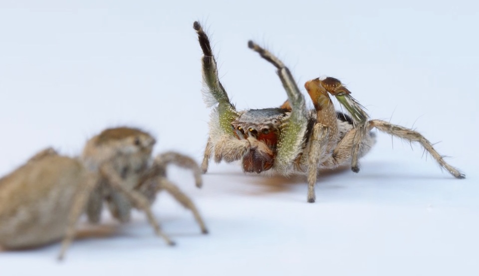 Las arañas saltadoras ven en color como los humanos