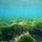El 62% de hábitats del Mediterráneo presenta un estado desfavorable