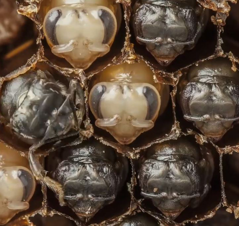 La metamorfosis de las abejas obreras, ¿Quieres ver cómo se da? (VIDEO)