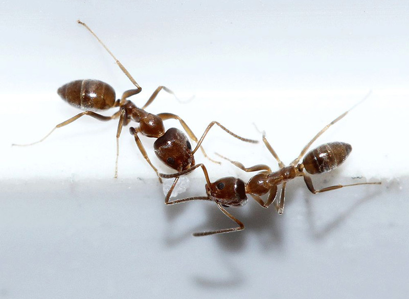Los movimientos de las hormigas esconden patrones matemáticos