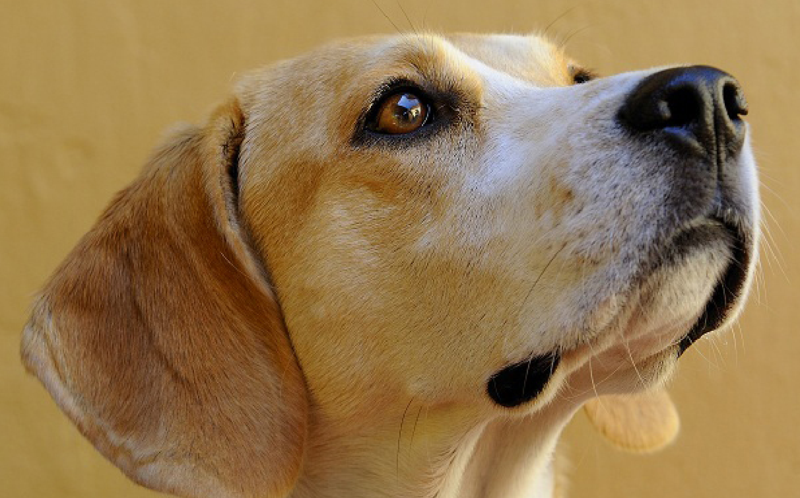 Los perros, aliados para estudiar el cáncer de vejiga