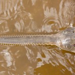 Descubren peces sierra nacidos sin reproducción sexual