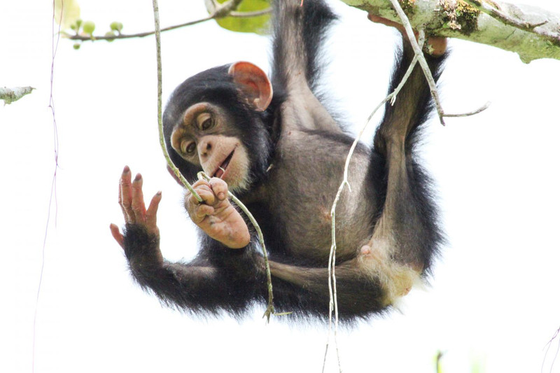 El uso de herramientas es ‘innato’ en los chimpancés pero no en los bonobos