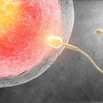 La concepción por reproducción asistida no influye en el rendimiento académico de los hijos