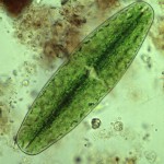 Las algas unicelulares actúan como biosensores para mejorar el diseño de nanomateriales