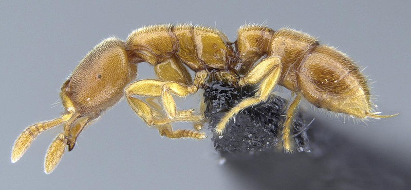 Las hormigas Drácula cazan bajo tierra en Madagascar y las Seychelles