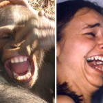 Los chimpancés adaptan su sonrisa como los humanos