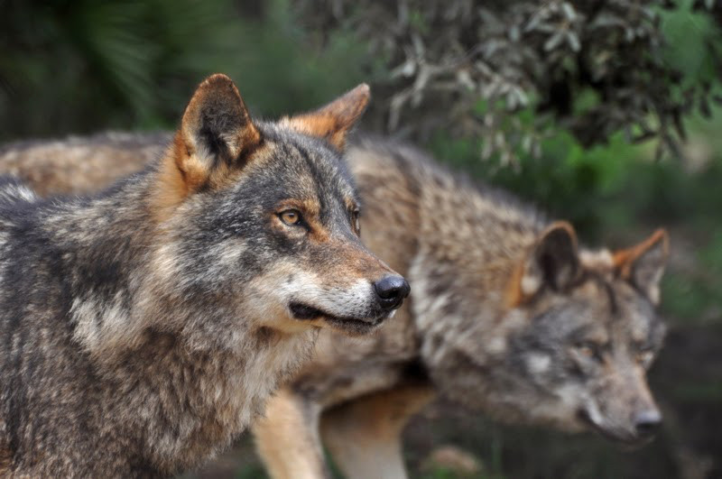 Una pareja de lobos ibéricos, acechantes- Jose Antonio Maldonado, EEA