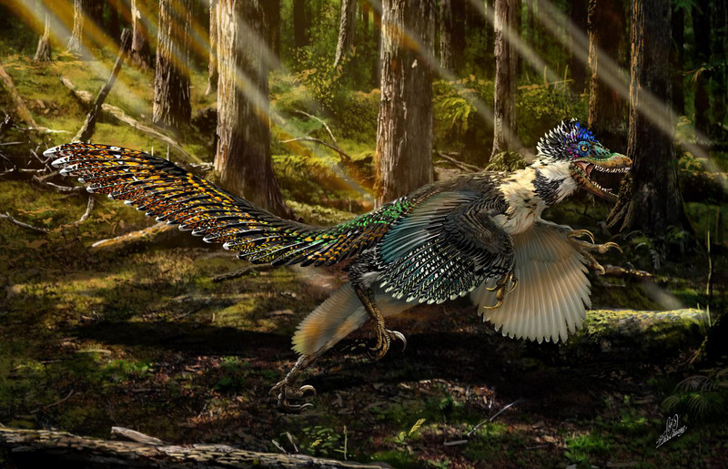 Descubierto en China un pariente con plumas del ‘Velociraptor’