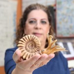 Fósiles de ammonites, una pista para reconstruir la historia de la vida en la Tierra