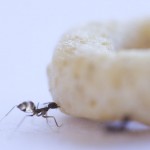 Las hormigas ‘scout’ coordinan sus movimientos en el transporte de comida pesada
