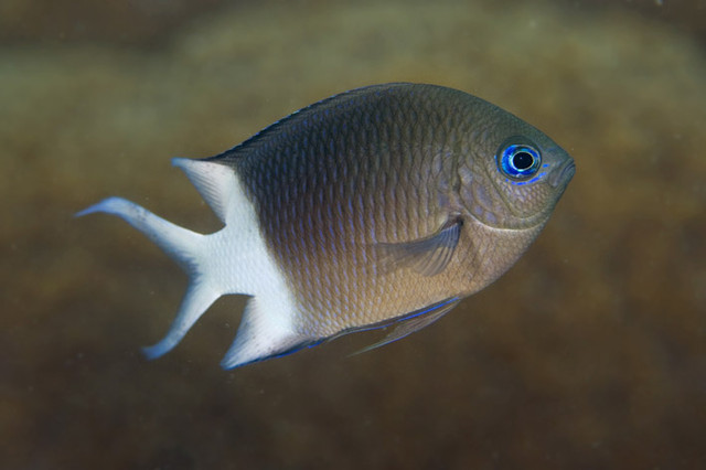 Los genes permiten a los peces aclimatarse al aumento de temperaturas