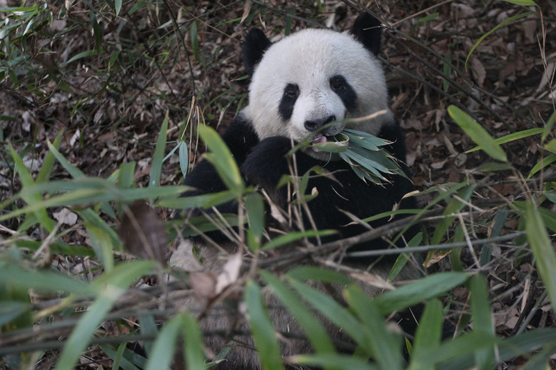 Panda salvaje en un bosque- Fuwen Wei