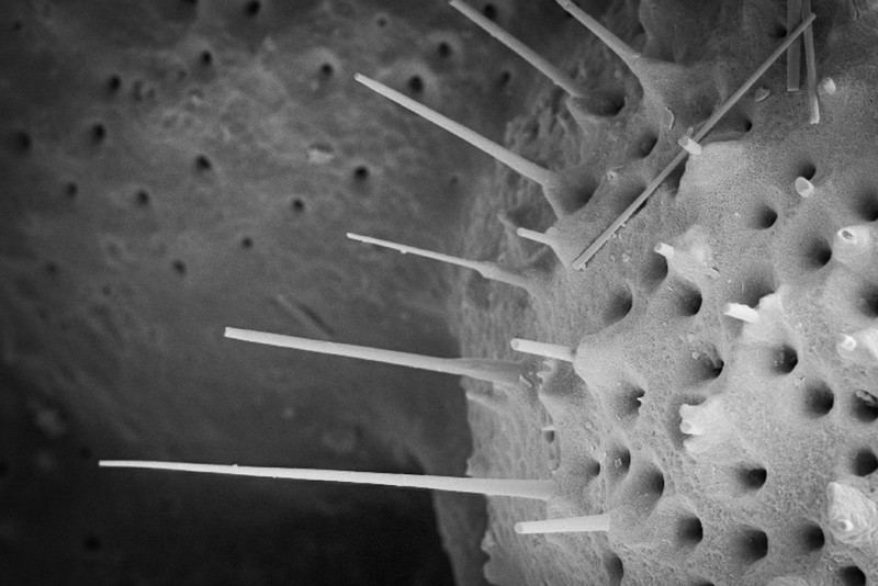 Un microfósil planctónico, visto bajo el microscopio- Luke Skinner