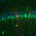 Dos capas de neuronas consolidan la memoria en el hipocampo cerebral
