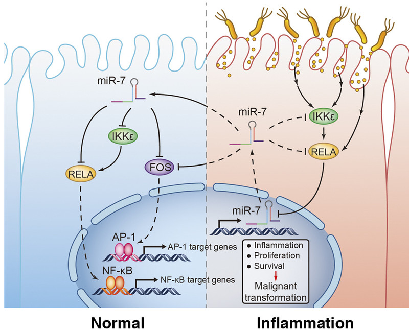 El microARN miR-7 reprime el cáncer de estómago