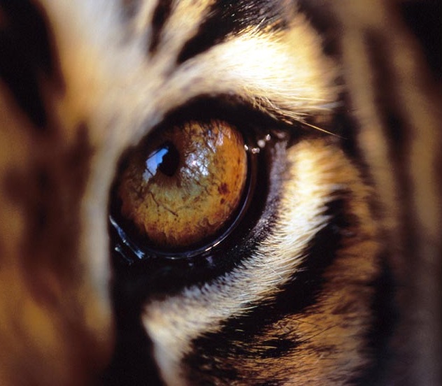 ¿Por qué las especies animales tienen ojos diferentes? (VIDEO)