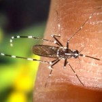 Primer caso autóctono de chikungunya en España