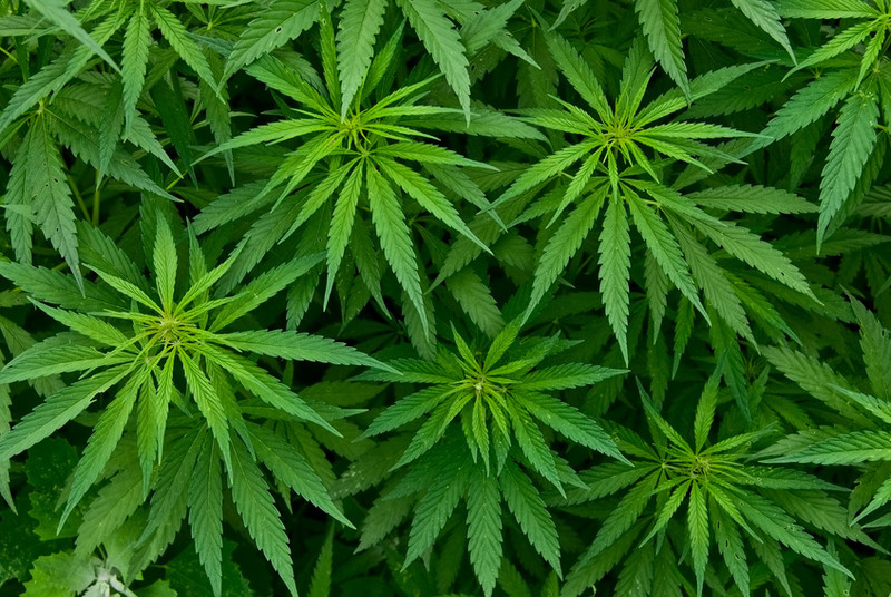 Realizan el primer gran estudio genético de las plantas de marihuana y cáñamo