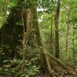 Cinco países africanos firman un compromiso contra el comercio ilegal de madera