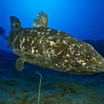 Confirman la presencia de pulmones en peces celacantos