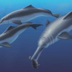 Hallada una nueva especie fósil de delfín de río en Panamá