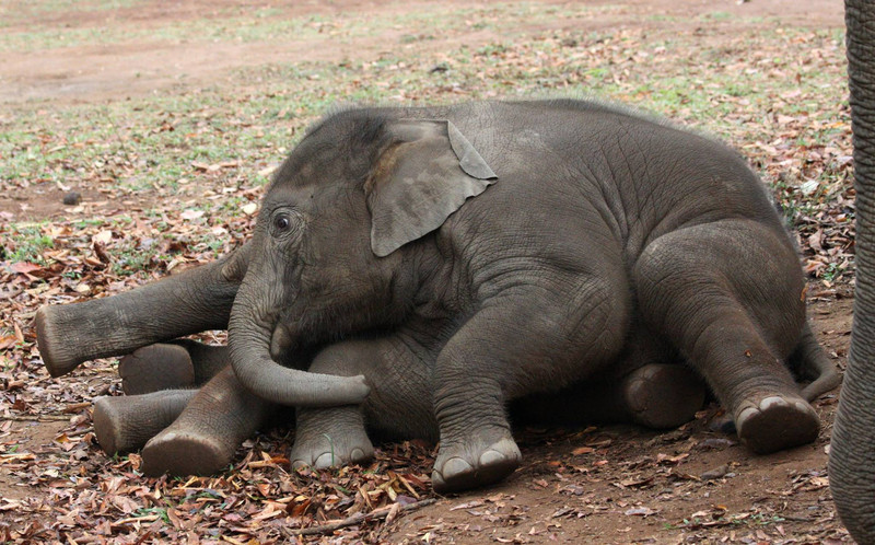 Los elefantes de madres estresadas envejecen antes y tienen menos crías